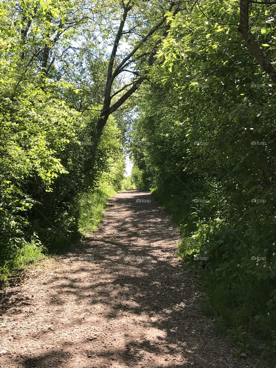 Beautifully shaded path