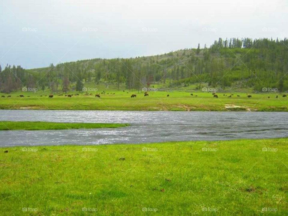 bison grazing near river