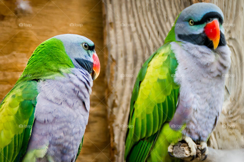 Two parrots perching on wood