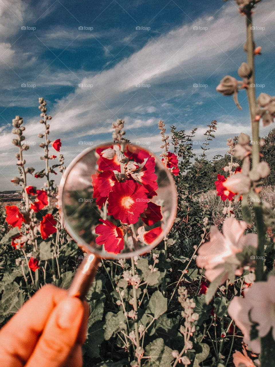 wildflowers under a magnifying glass