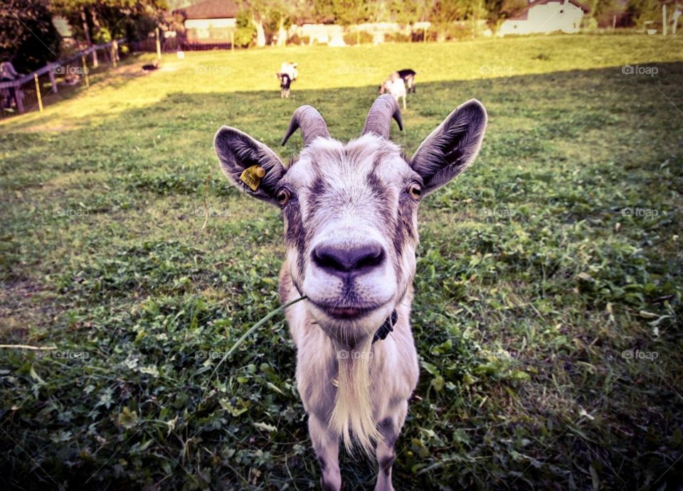 goat smiling.