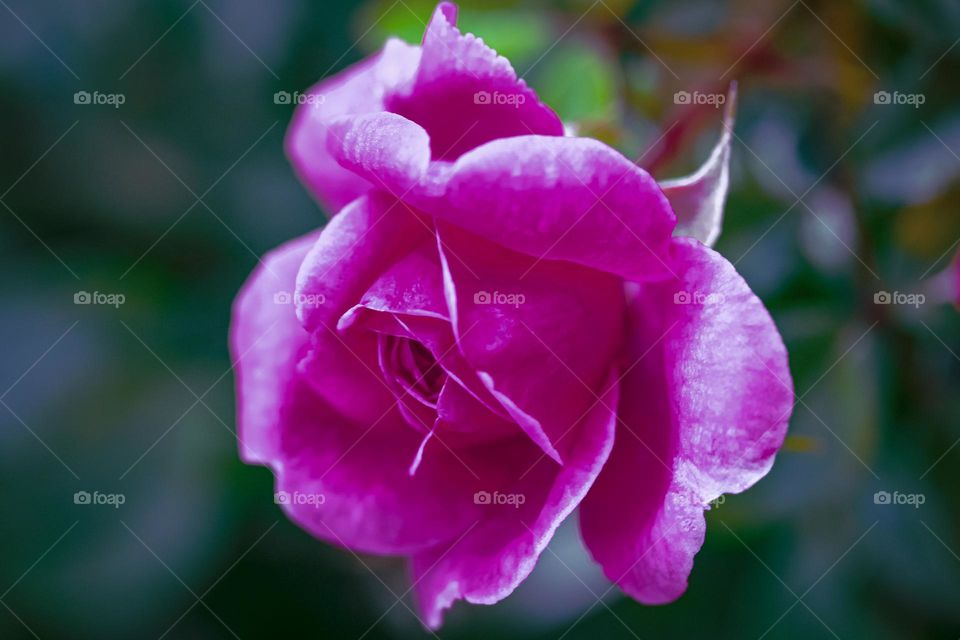 Purple rose