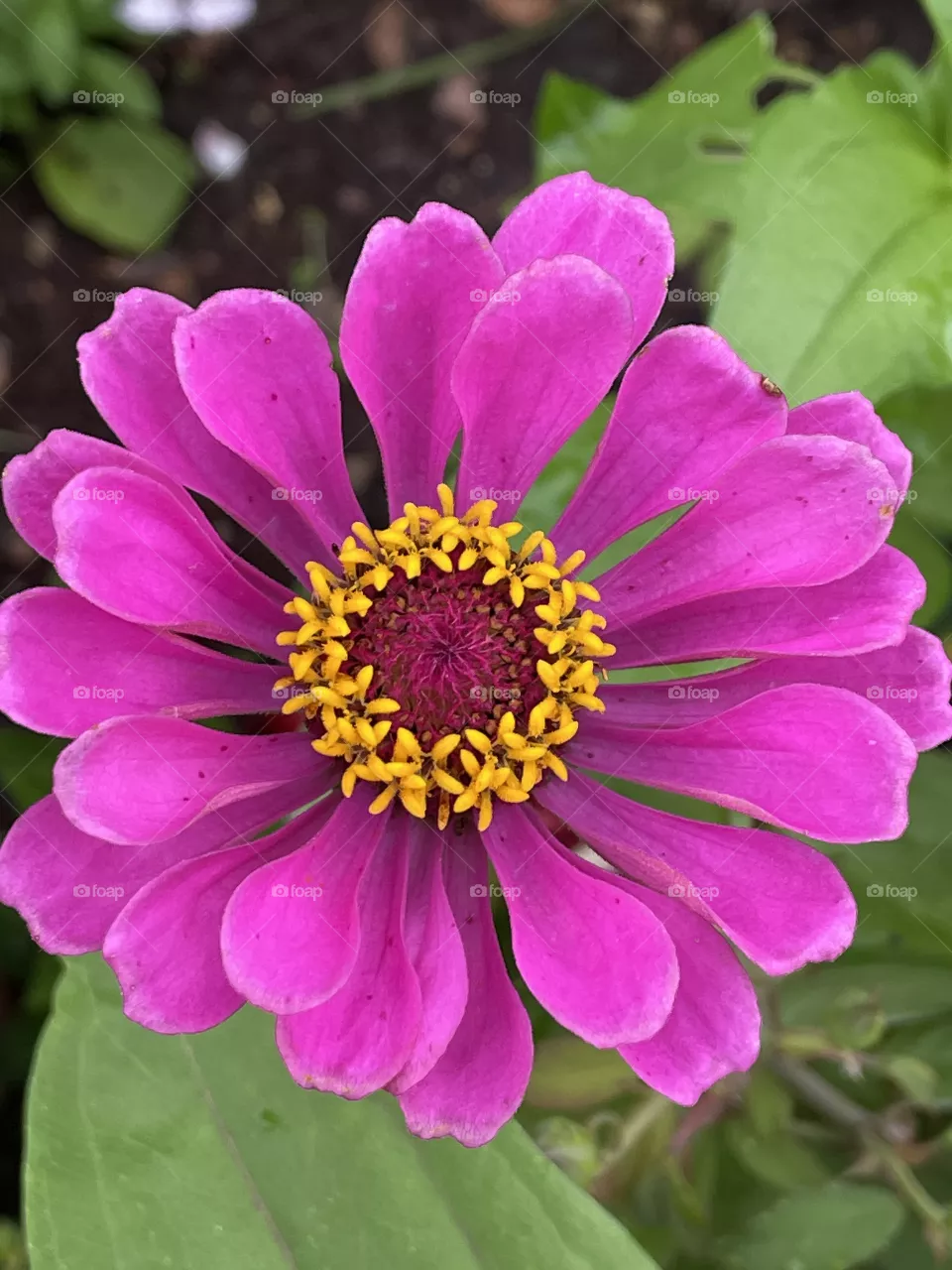 Pink Zenia
