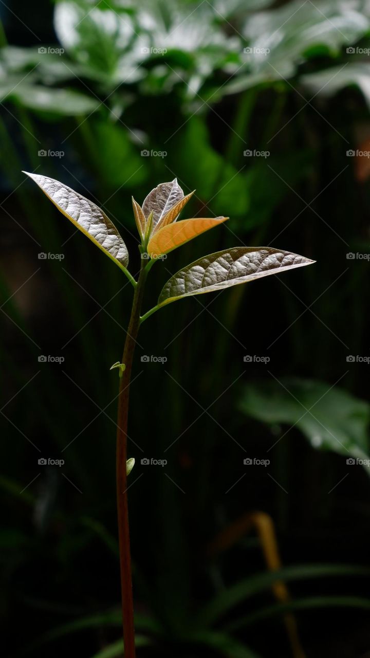 The avocado is a medium-sized evergreen tree in the laurel family. It is native to America and was first domesticated by Mesoamerican tribes more than 5,000 years ago