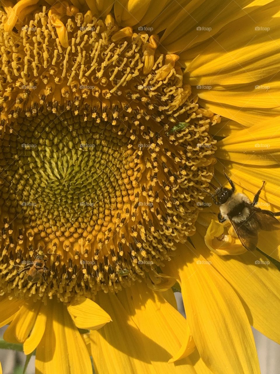 Bumblebee flower