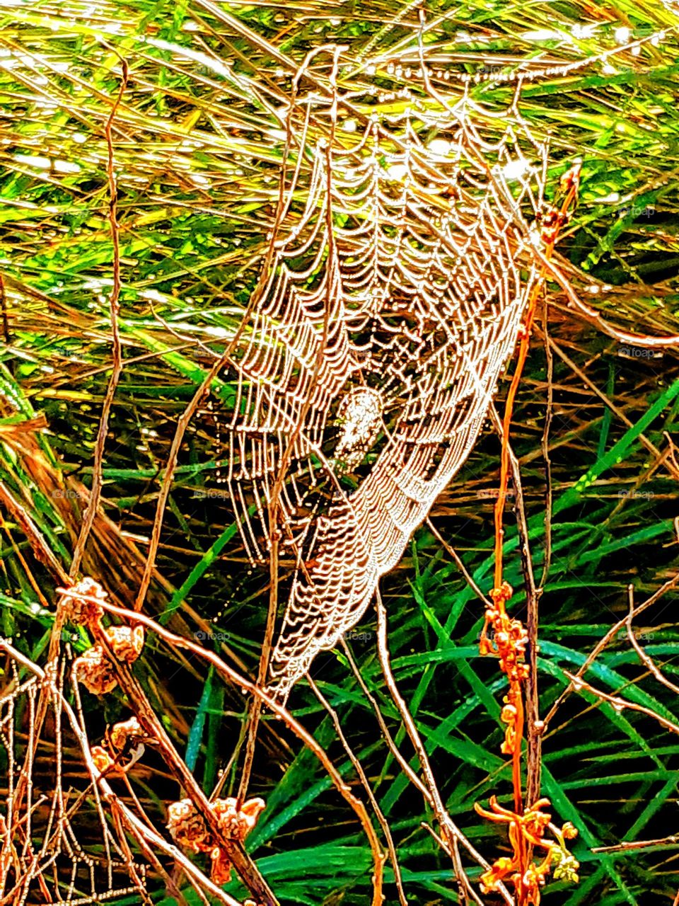 Sunlight glinting on a dew strewn cobweb with bright green grass and autumnal russet coloured plant stems