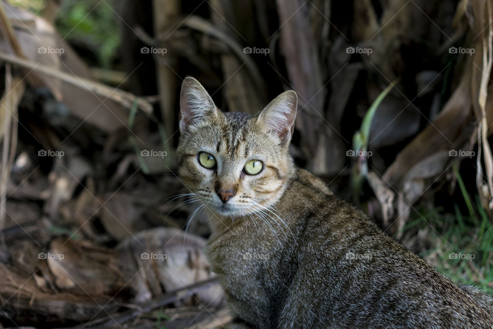 I'm Bacon, cause everybody loves me