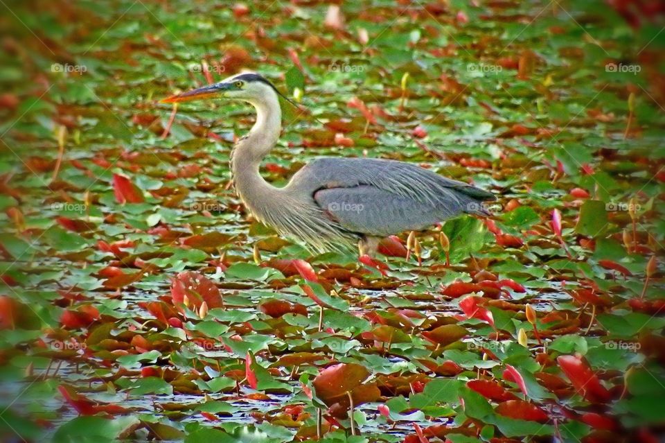 Great Blue Heron 