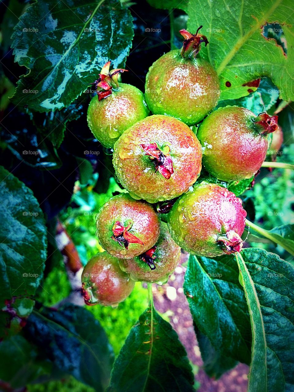 Baby Apples Ripening On The Tree