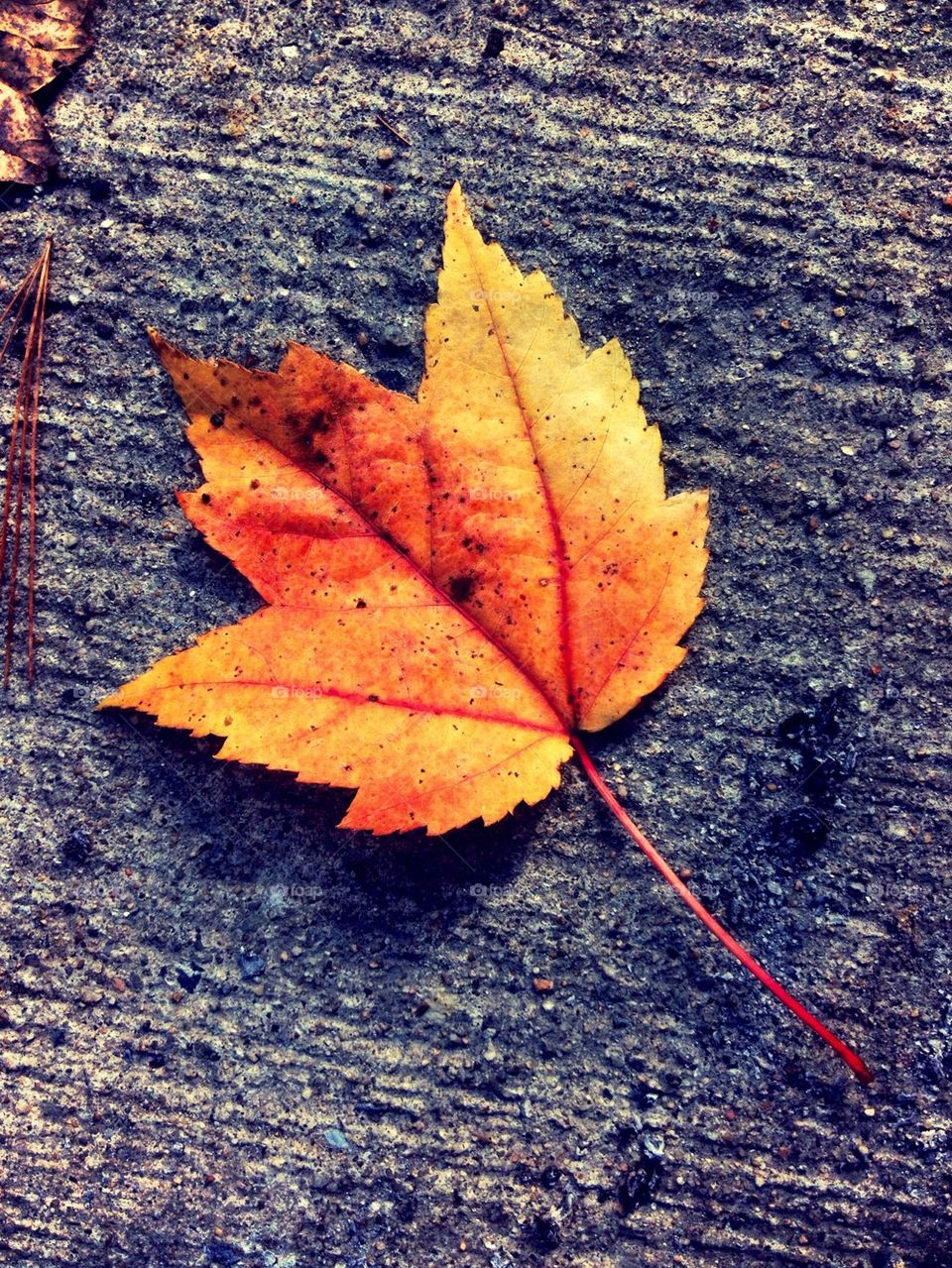 Fall Maple Leaf