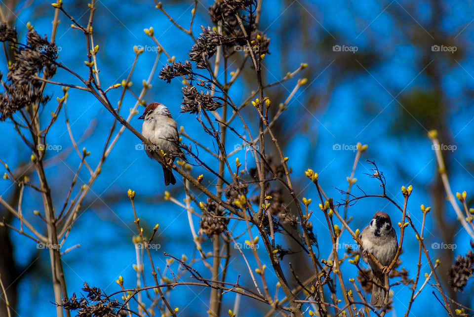 Ukrainian birds sparrows