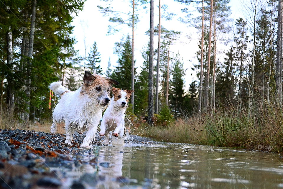 Happy wet dogs