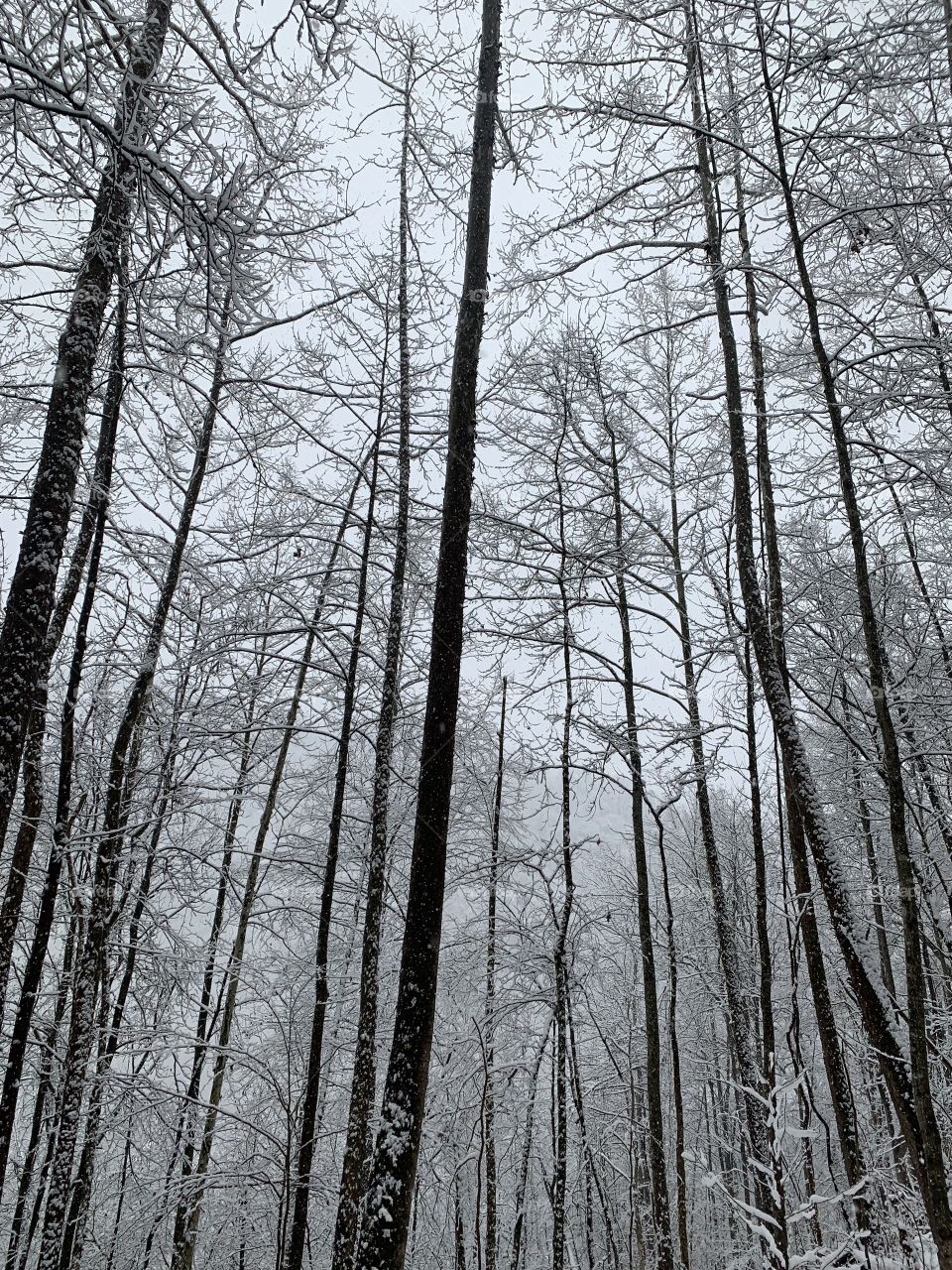Trees in snow