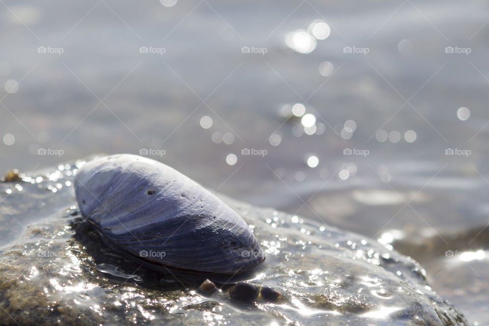 Blue seashell on wet rocks at sea