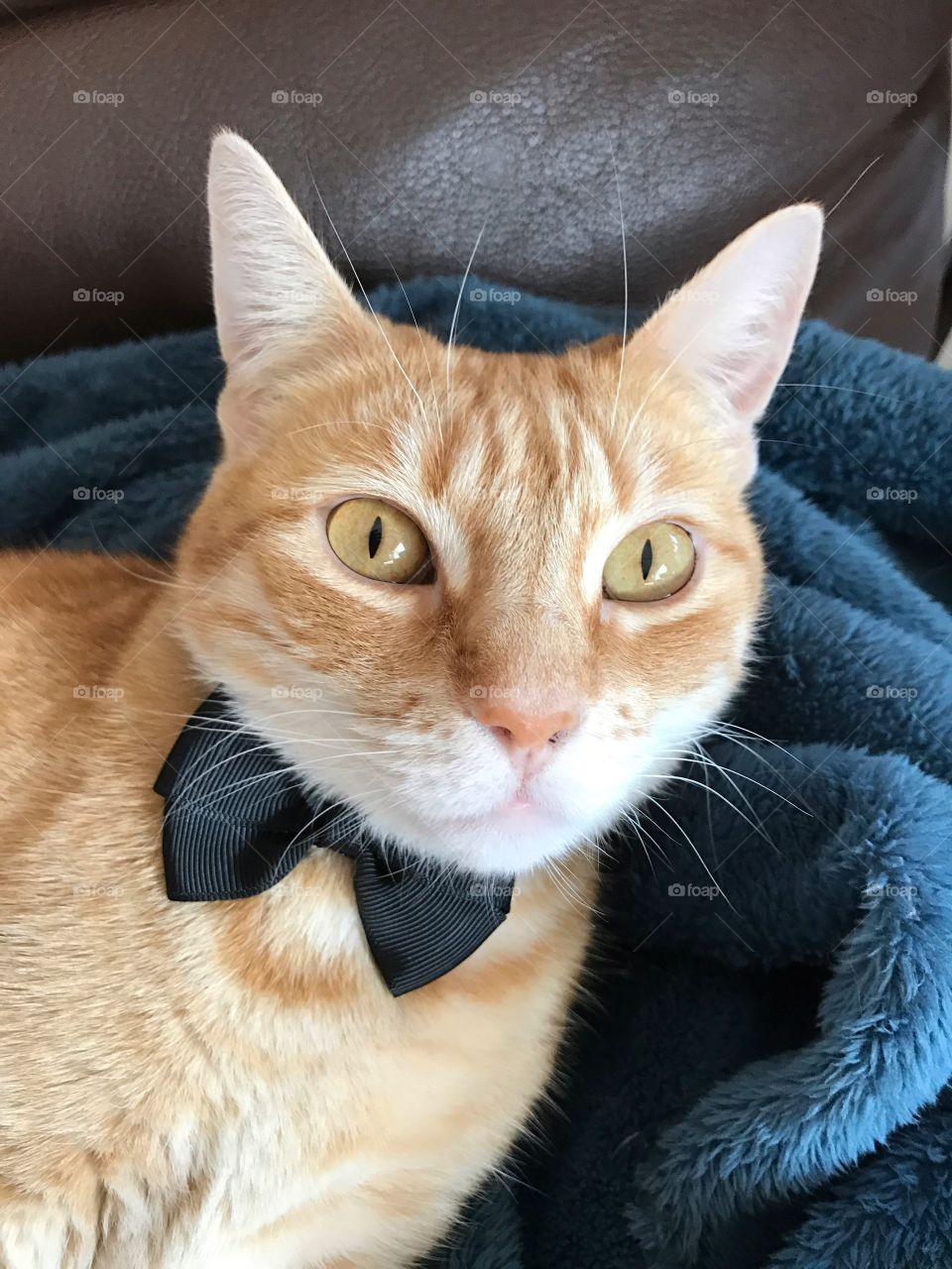 Cat with black bow tie