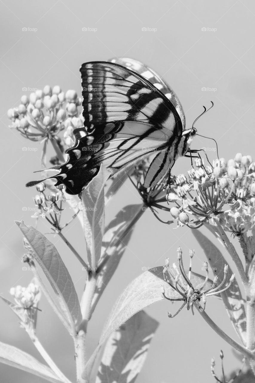 Black and white eastern tiger swallowtail butterfly draws nectar from the blooms of a swamp milkweed at Yates Mill County Park in Raleigh North Carolina. 