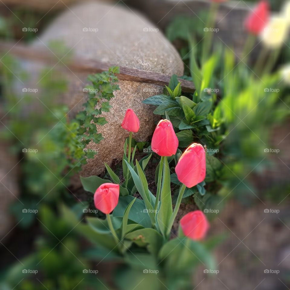 #тюльпаны #цветы #камни #клумба #весна #май #улица