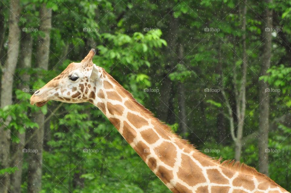 Giraffe 