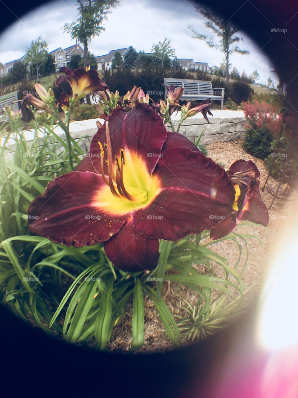 Beautiful maroon and yellow tiger lily through a fish eye lens 