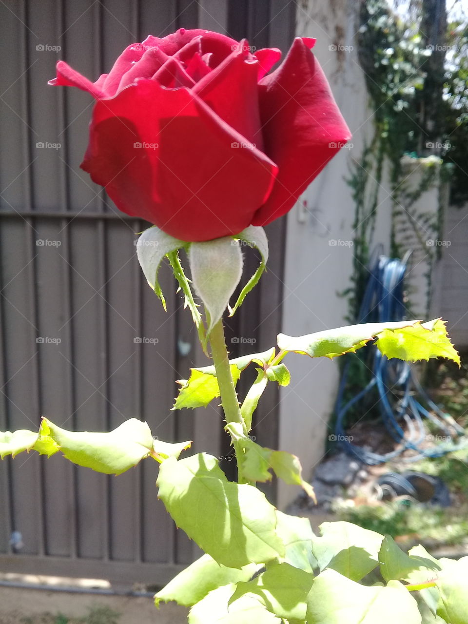 Uma rosa vermelha nunca é demasiadamente cansativa para se contemplar. Adoramos cuidar do jardim em nossa casa. Flores e Fotografia são nossos hobbies!