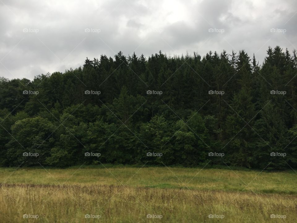 Landscape, Tree, No Person, Cropland, Wood