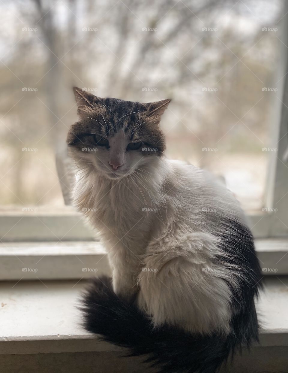 Indoors cat portrait