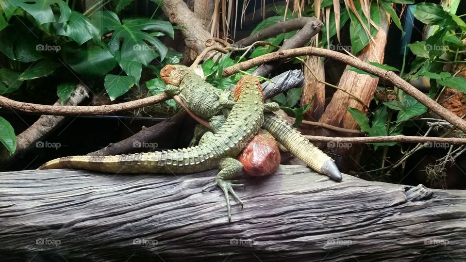 Lizard Love. This was taken at my son's first visit to the zoo. He thought these were the coolest thing ever!
