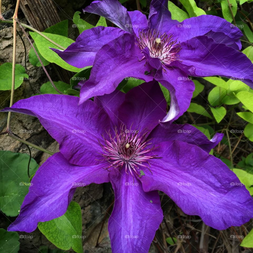 Purple Clematis 