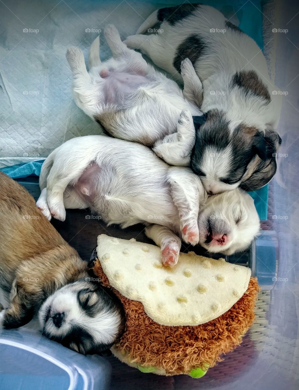 High angle view of puppies sleeping on bed