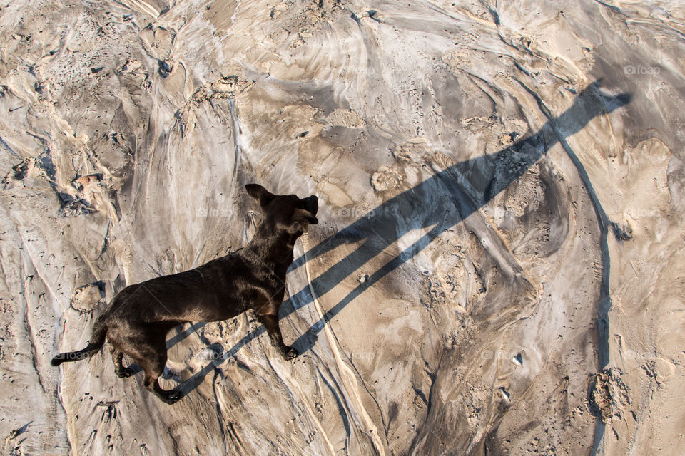 High angle view of black dog on sand