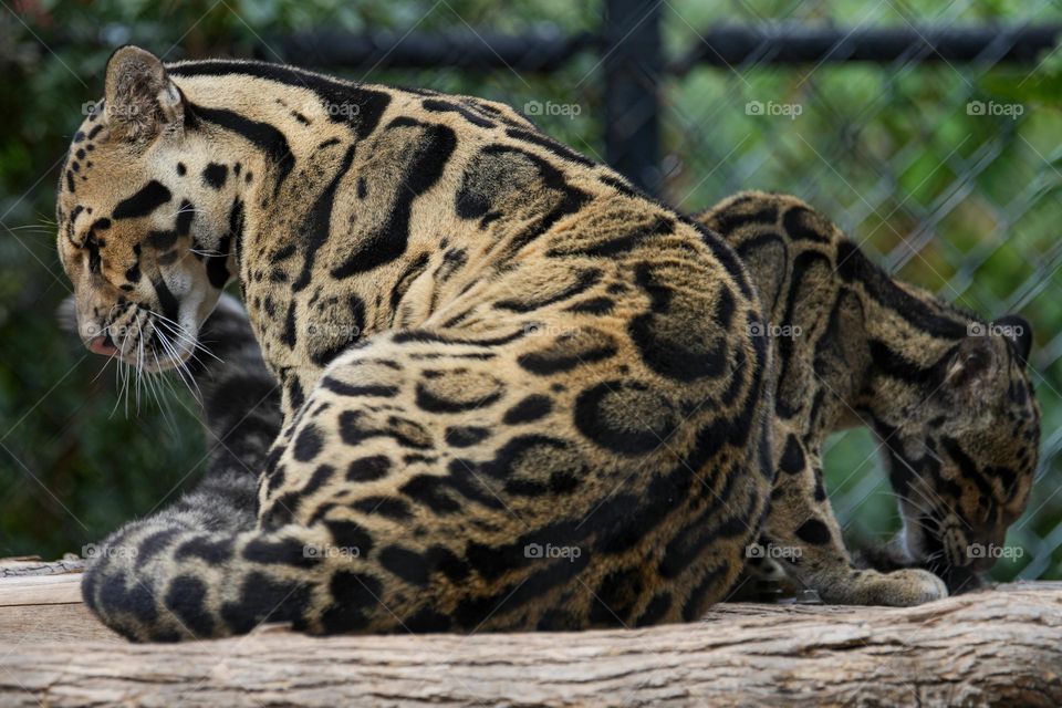 Clouded Leopards prepare to lie down for a afternoon nap