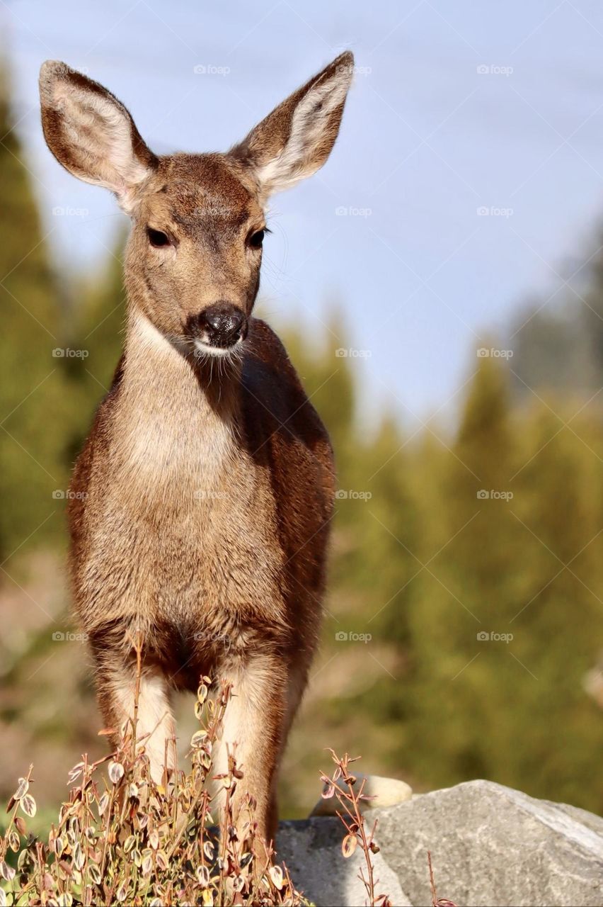 A young doe stands at the edge of a garden on a sunny afternoon, waiting and watching their surroundings 