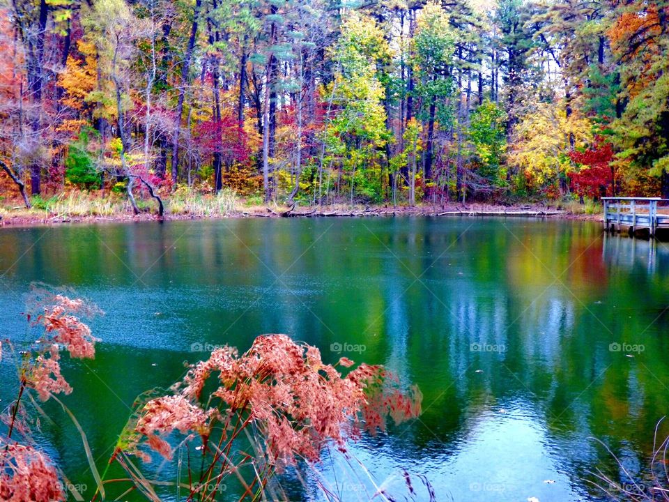 Beautiful forest lake in fall