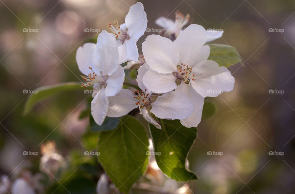 spring flowers, blossom tree apples