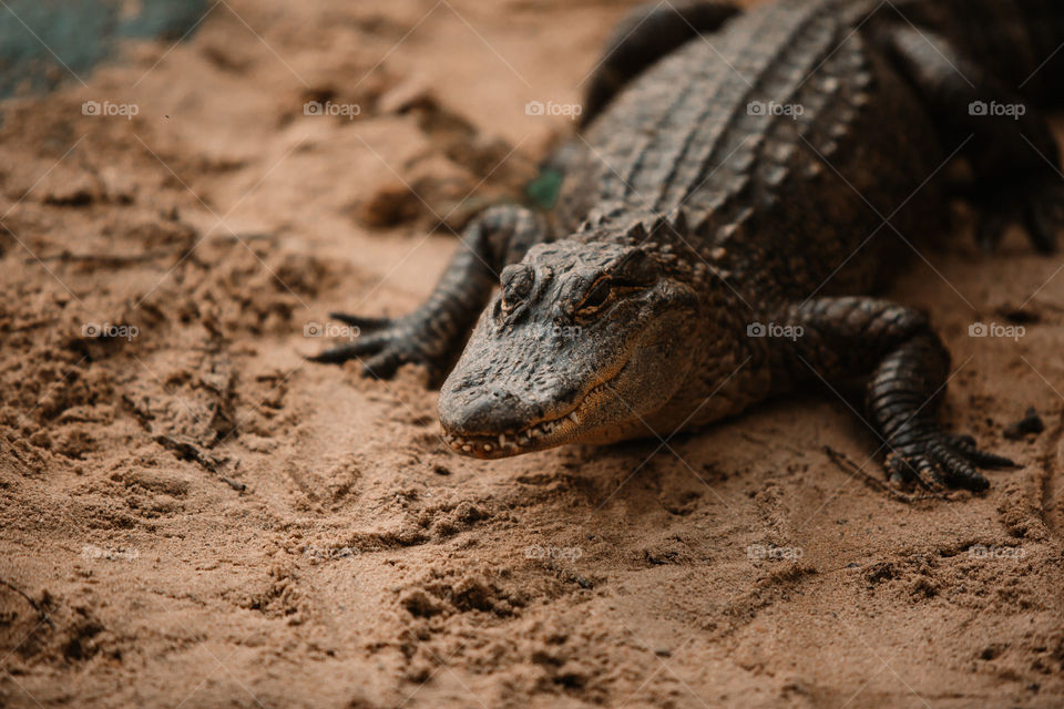 Alligator on beach 