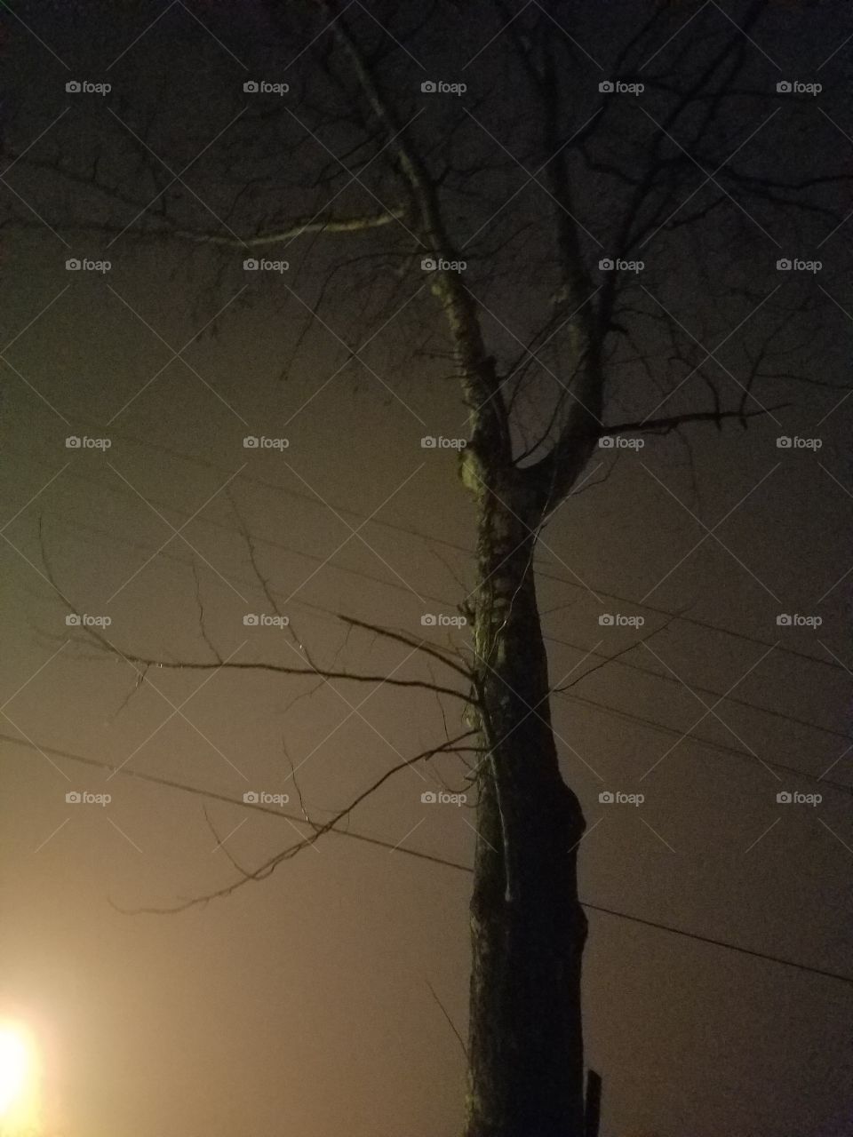 Spooky Night Tree