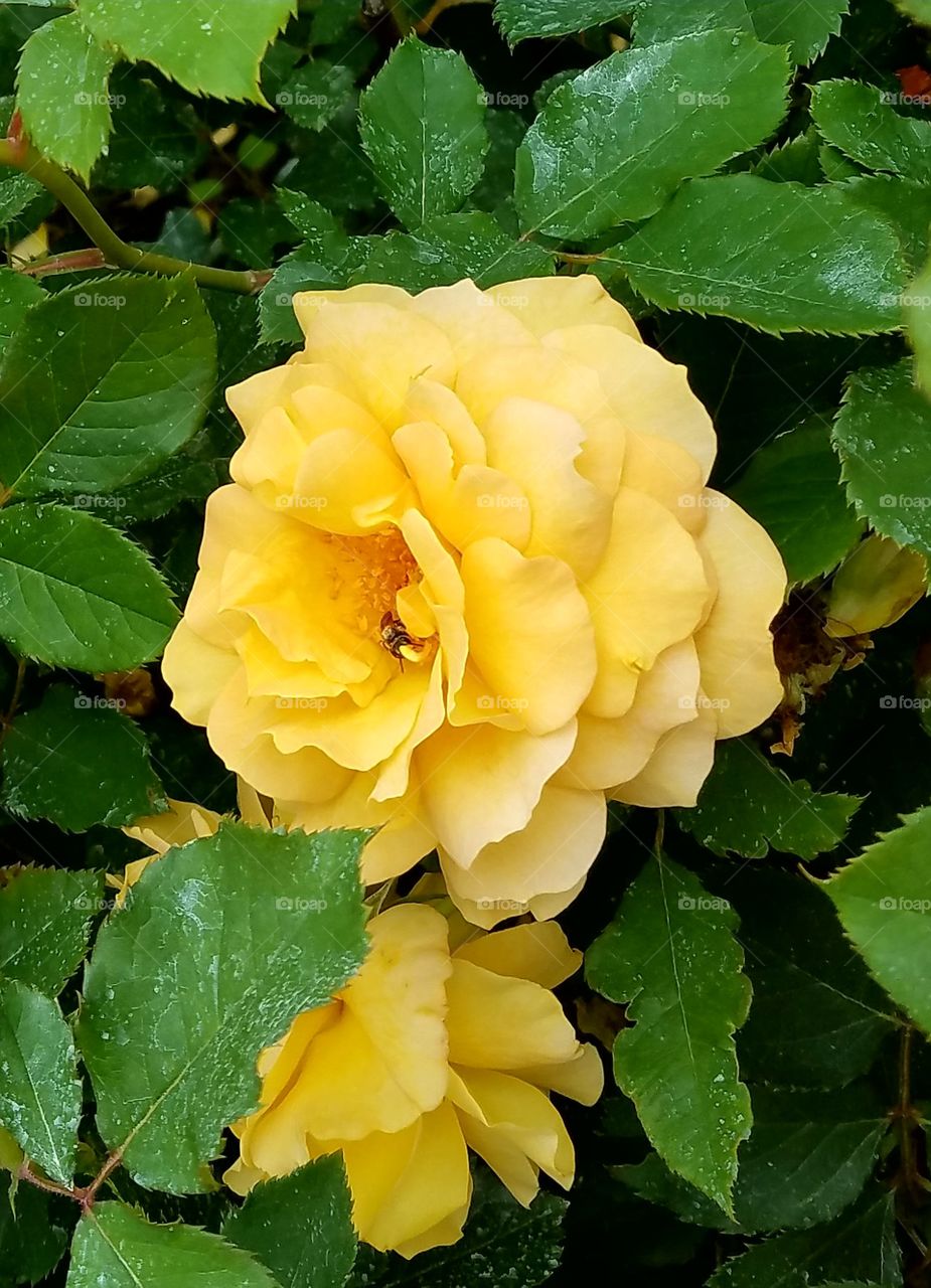 Yellow rose with bee