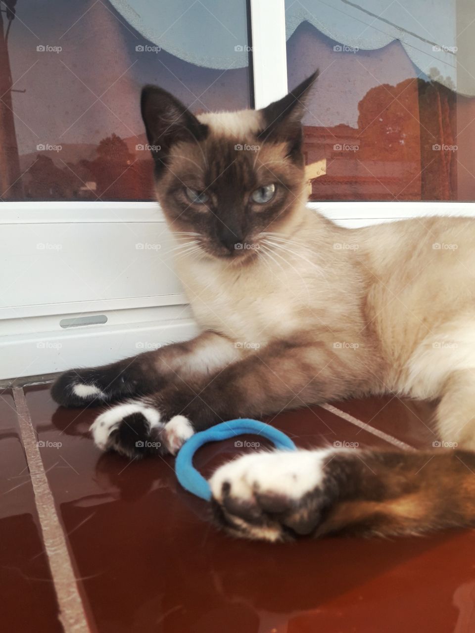 Cute kitty next to a head band
