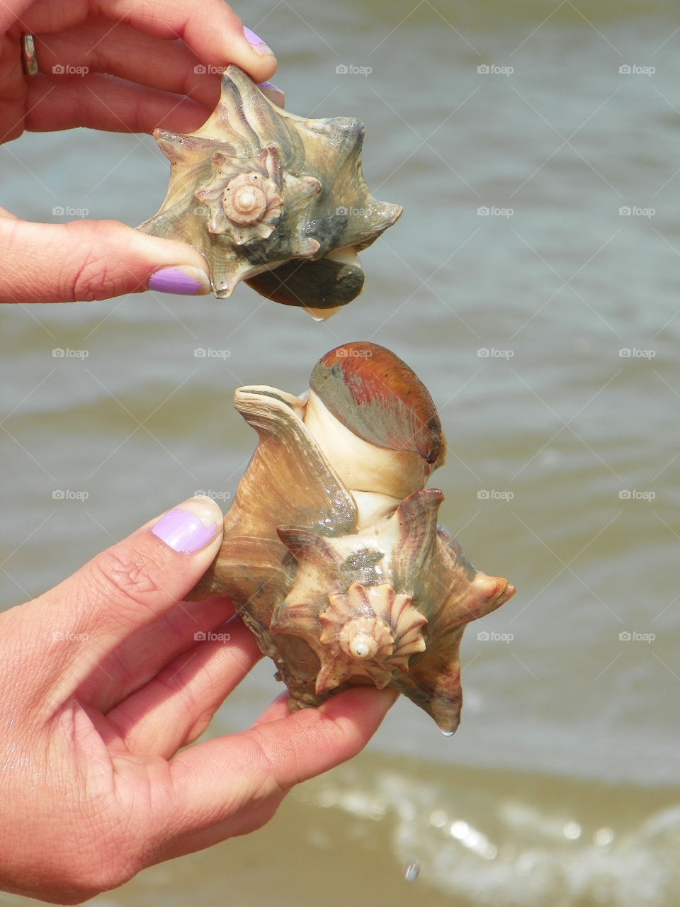 Living sea shell