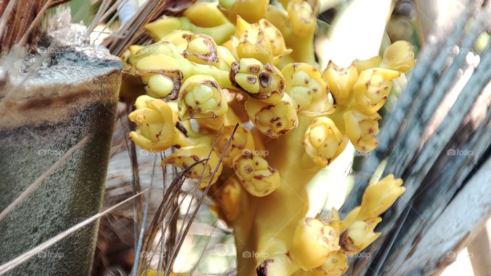 Conopholis americana