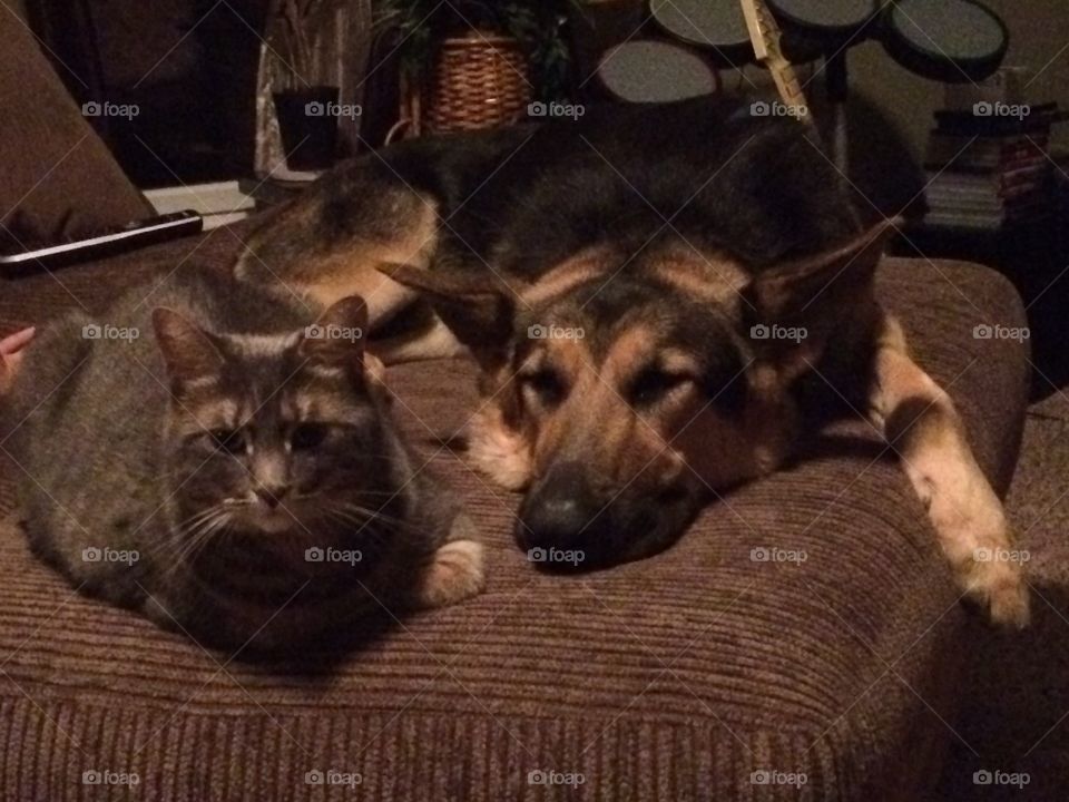The two are friends for life.  The cat comes to him several times a day for loving. 