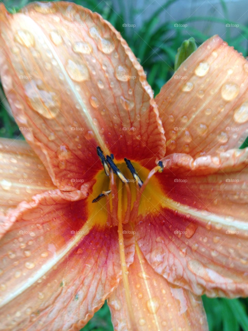 Wet tiger Lilly 