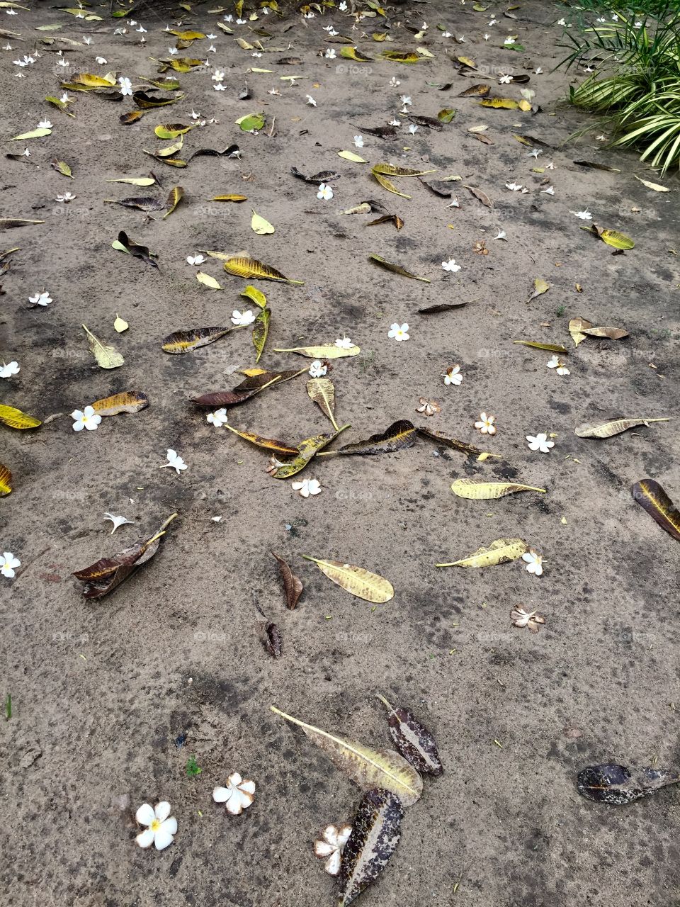 Flowers are the music of the ground ... from earth’s lips spoken without sound.