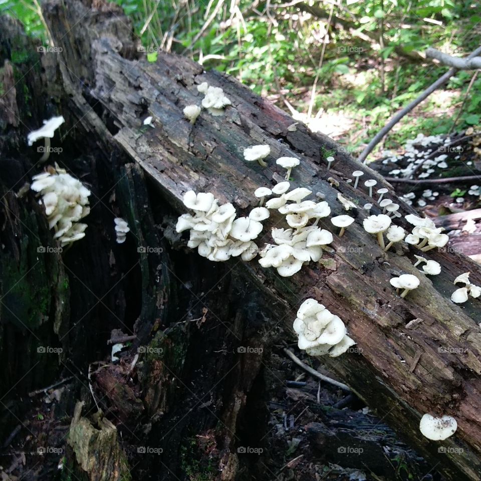 Fungus On The Tree