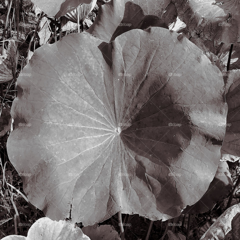 Lotus leaf