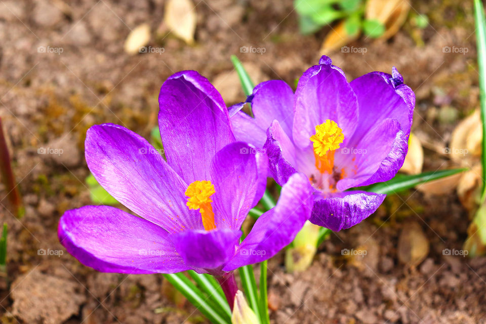 Saffron (lat. Crocus) is a genus of perennial bulbous-bulbous herbaceous plants of the Iris, or Iasaceae family (Iridaceae).