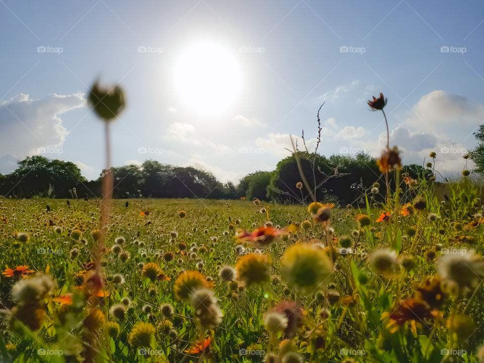 Wildflower meadow just after sunrise