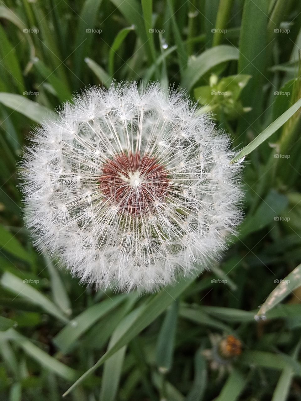 Dandelion