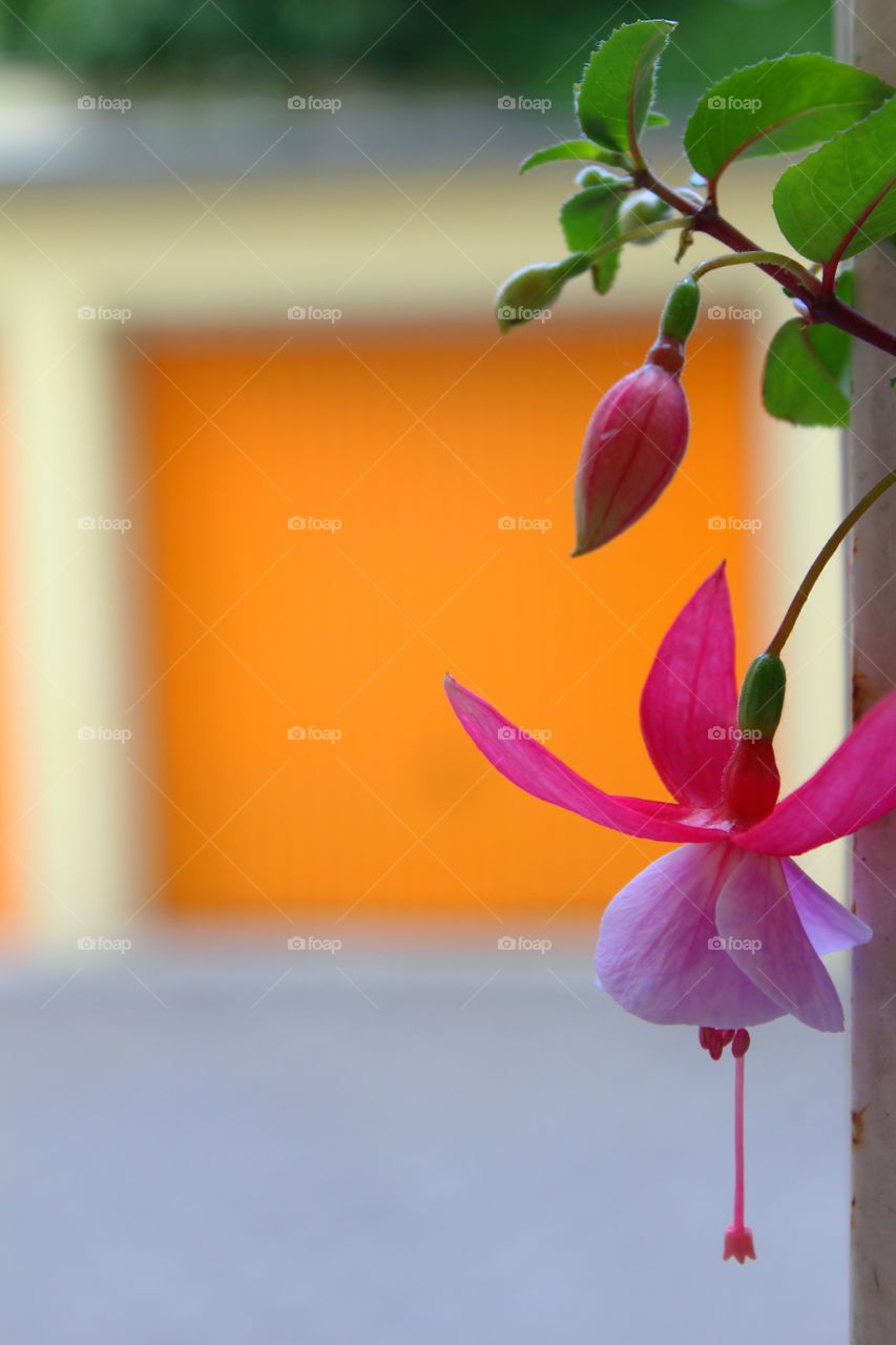 beautiful flower with orange background