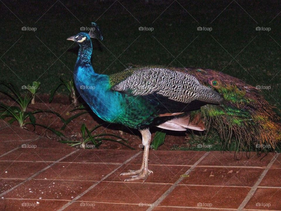 Peacock